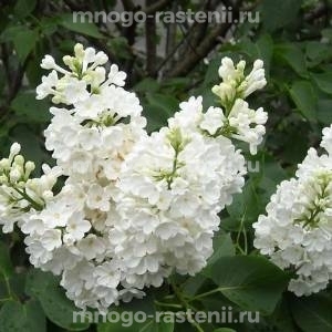 Сирень Мисс Элен Вильмонт