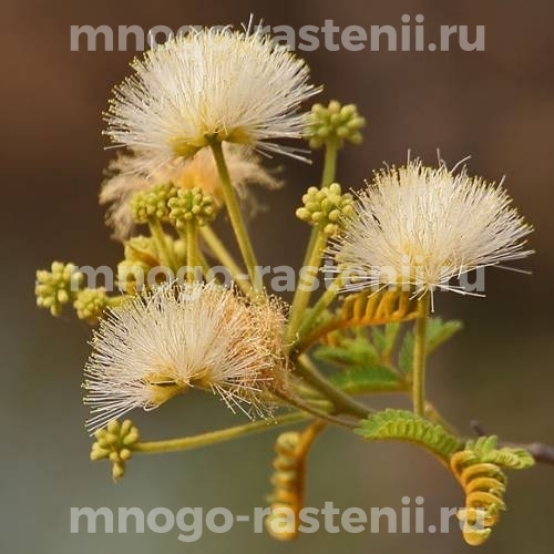 Саженцы Амара (Albizia amara)
