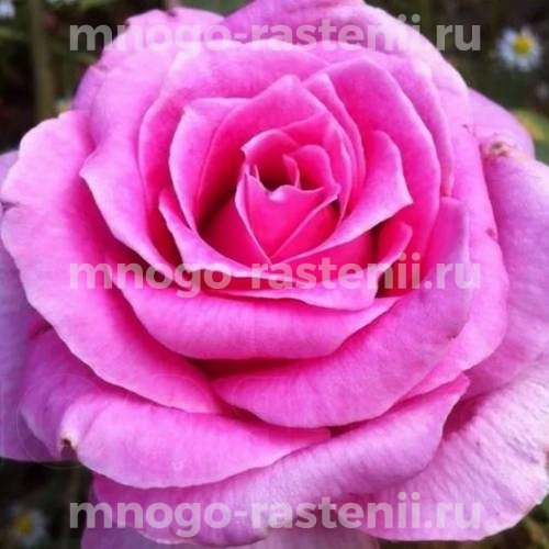 Саженцы Розы Аленушка (Rosa Alenushka)