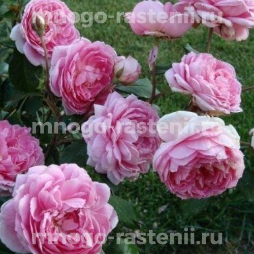 Саженцы Розы Аленушка (Rosa Alenushka)