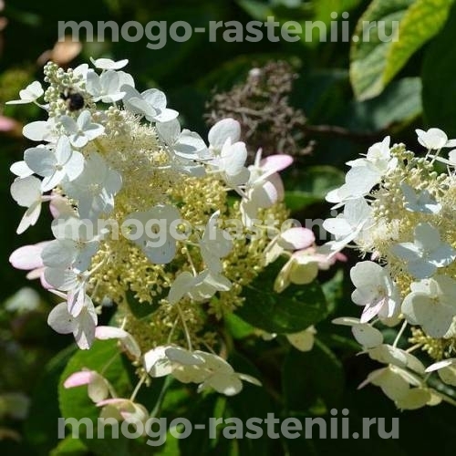 Саженцы Гортензии Октобе Брайд (Hydrangea panniculata October Bride)