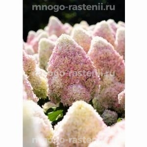  Гортензия метельчатая Саммер Лав (Hydrangea paniculata Summer Love)