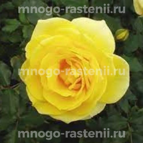 Саженцы Розы Аллголд (Rosa Allgold)