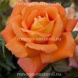 Роза штамбовая  Луи де Фюнес (Rosa Louis de Funes)