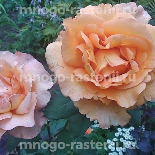 Саженцы Розы штамбовой Луи де Фюнес (Rosa Louis de Funes)