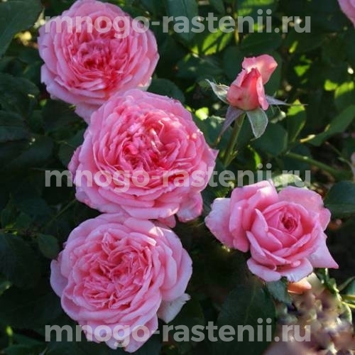 Саженцы Розы Ля Роз де Молинар (Rosa La Rose de Molinard)