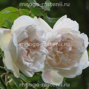Роза Мадам Альфред Карьер (Rosa Madame Alfred Carriere)