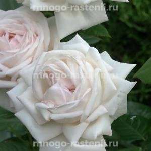 Роза Мадам Анизет (Rosa Madame Anisette)