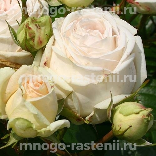 Саженцы Розы Мадам Анизет (Rosa Madame Anisette)