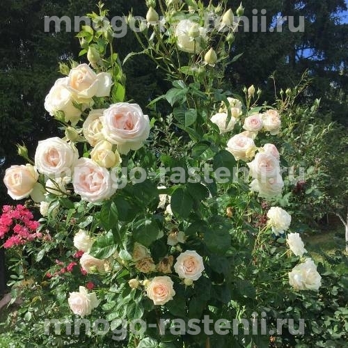Саженцы Розы Мадам Анизет (Rosa Madame Anisette)