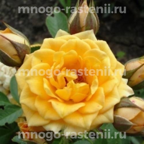 Саженцы Розы Макарена (Rosa Macarena)