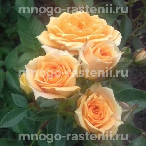 Саженцы Розы Макарена (Rosa Macarena)