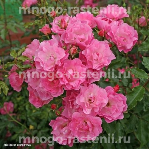 Саженцы Розы штамбовой Макси Вита (Rosa Maxi Vita)