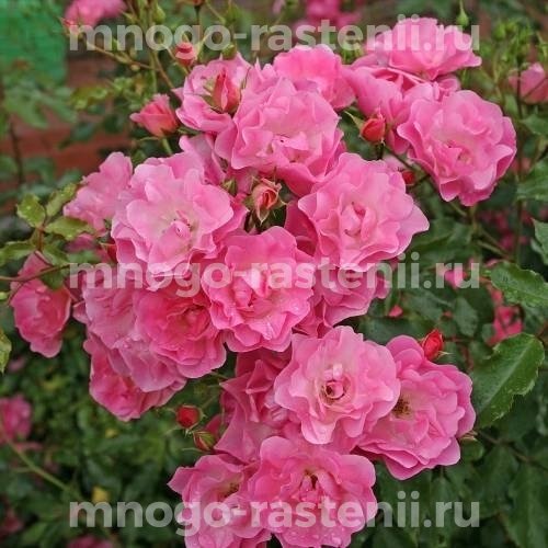 Саженцы Розы штамбовой Макси Вита (Rosa Maxi Vita)