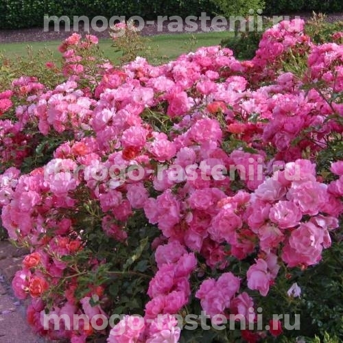 Саженцы Роза Макси Вита (Rosa Maxi Vita) купить по цене 660 руб. в Москве с  доставкой из питомника