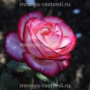 Роза Максим (Rosa Maxim)