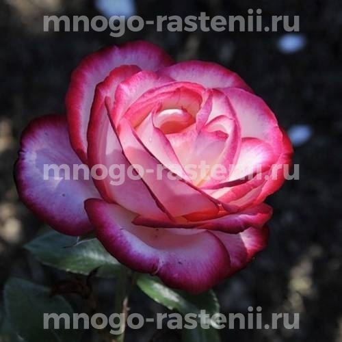 Саженцы Розы Максим (Rosa Maxim)