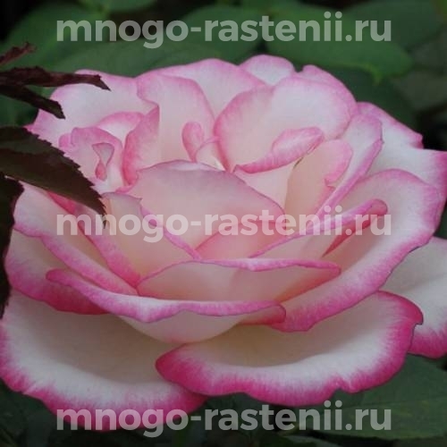 Саженцы Розы Максим (Rosa Maxim)