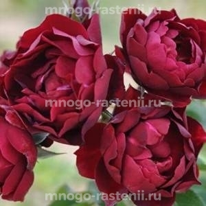 Роза Маликорн (Rosa Malicorne)