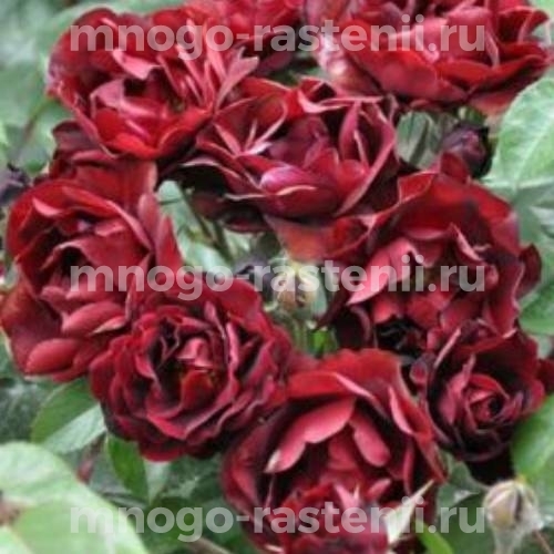 Саженцы Розы Маликорн (Rosa Malicorne)