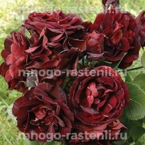 Саженцы Розы Маликорн (Rosa Malicorne)