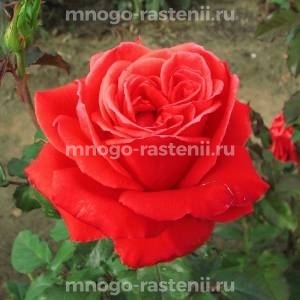 Роза Маниту (Rosa Manitou)