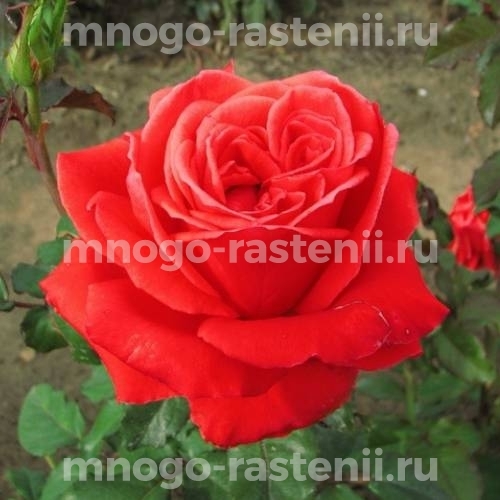Саженцы Розы Маниту (Rosa Manitou)