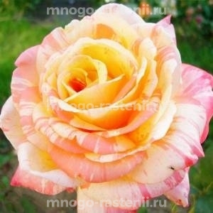 Роза Марвел (Rosa Marvelle)