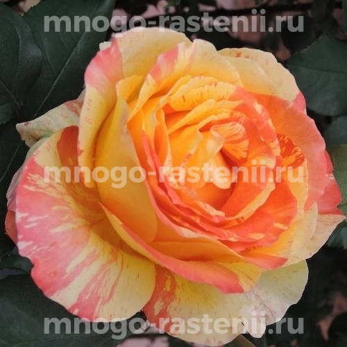 Саженцы Розы штамбовой Марвел (Rosa Marvelle)