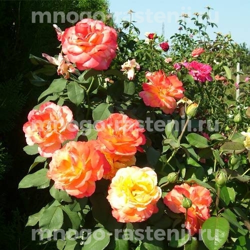 Саженцы Розы Марвел (Rosa Marvelle)