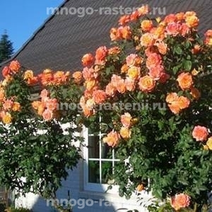Роза штамбовая Марвел (Rosa Marvelle)