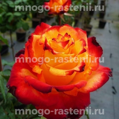 Саженцы Розы Майн Мюнхен (Rosa Mein Muenchen)