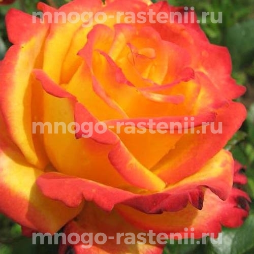Саженцы Розы Майн Мюнхен (Rosa Mein Muenchen)