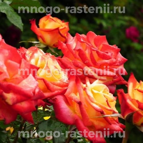 Особенности выращивания Розы Майн Мюнхен