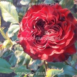 Роза Майра Ред (Rosa Mayra’s Red)