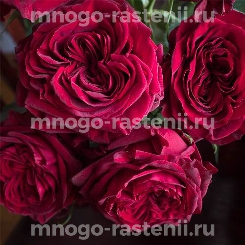 Саженцы Розы Майра Ред (Rosa Mayra’s Red)