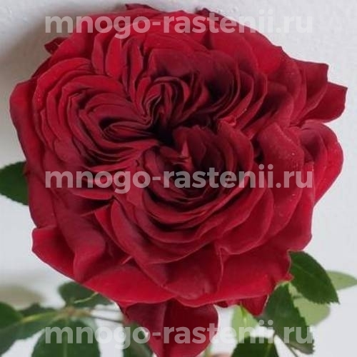 Саженцы Розы Майра Ред (Rosa Mayra’s Red)