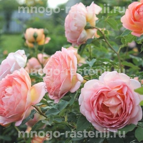Саженцы Розы  Мерхенцаубер (Rosa Marchenzauber)
