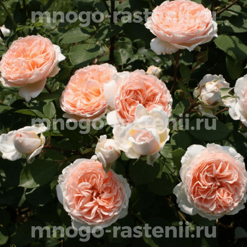 Саженцы Розы  Мерхенцаубер (Rosa Marchenzauber)