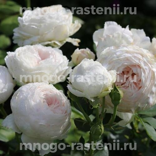 Роза штамбовая Герцогиня Кристиана (Rosa Herzogin Christiana)