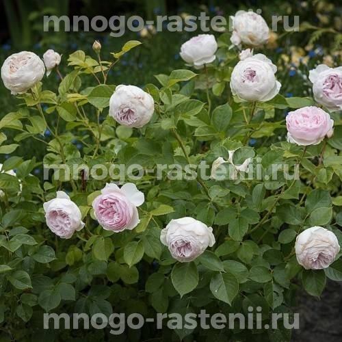 Роза штамбовая Герцогиня Кристиана (Rosa Herzogin Christiana)