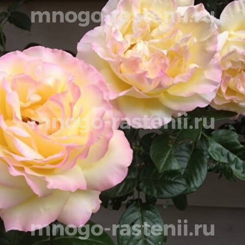 Роза штамбовая Глория Дэй (Rosa Gloria Dei)