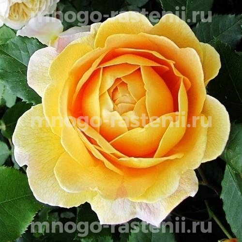 Роза штамбовая Голден Селебрейшен (Rosa Golden Celebration)