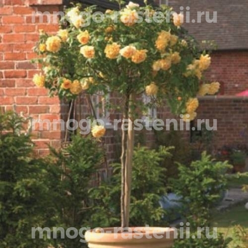 Роза штамбовая Голден Селебрейшен (Rosa Golden Celebration)