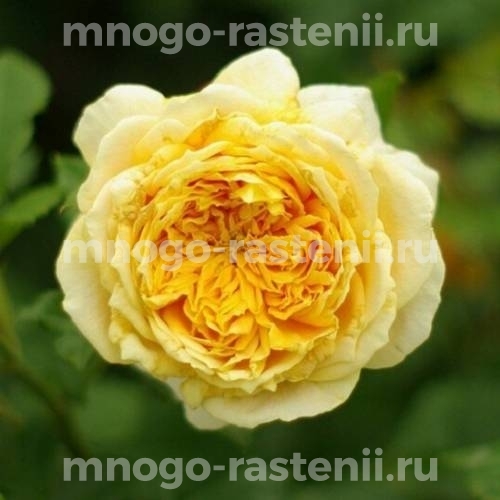 Роза штамбовая Голден Зест (Rosa Golden Zest)