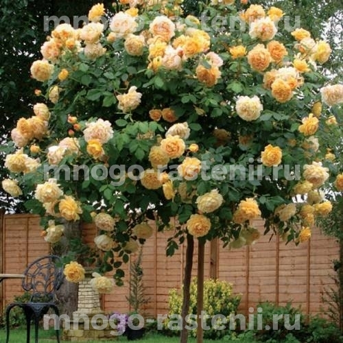 Роза штамбовая Голден Зест (Rosa Golden Zest)