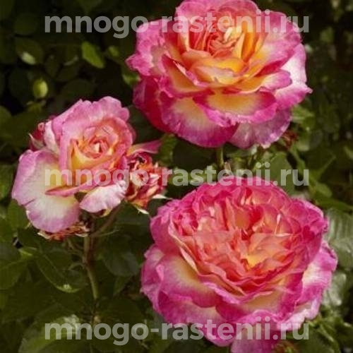Роза штамбовая Горджес (Rosa Gorgeous)