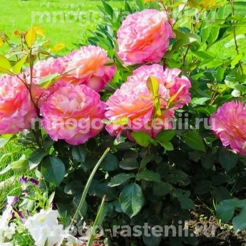 Роза штамбовая Горджес (Rosa Gorgeous)