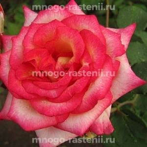Роза Амазонка (Rosa Amazonka)