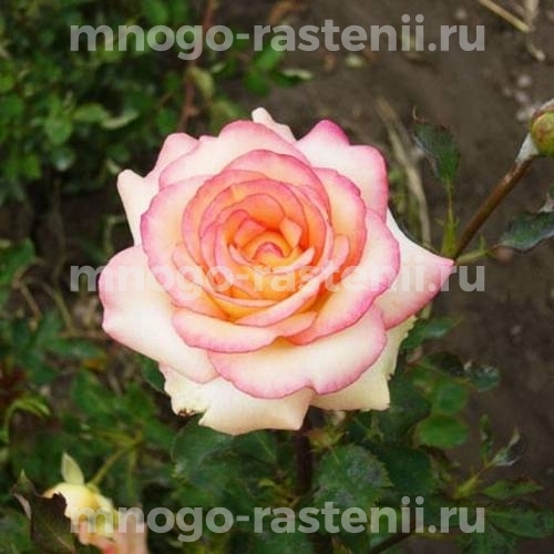 Саженцы Розы Амазонка (Rosa Amazonka)